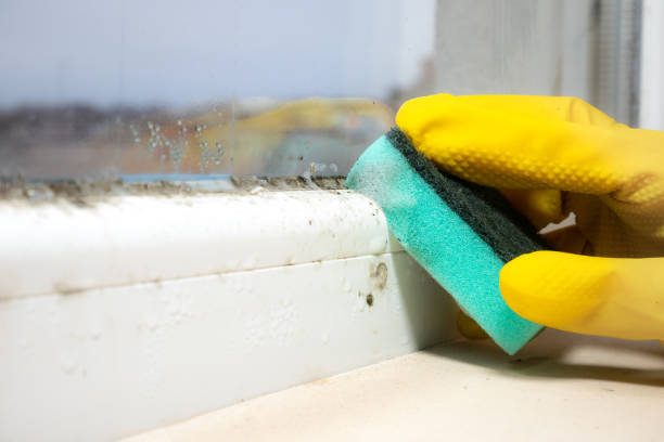 Best Mold removal after water damage  in Woodridge, IL